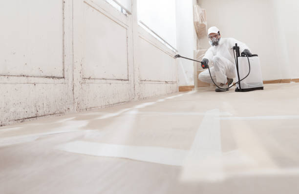 Black mold remediation team in Barton