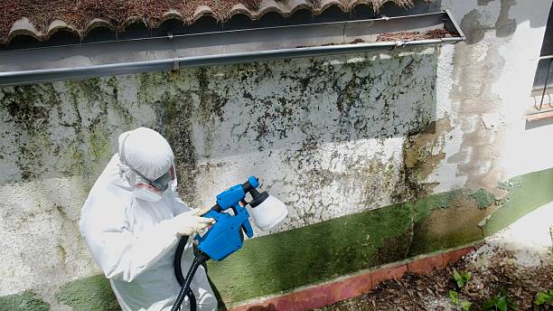 Mold Remediation service in Barton, Barton, MD